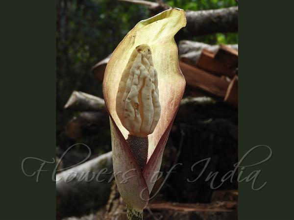 Burma Arum